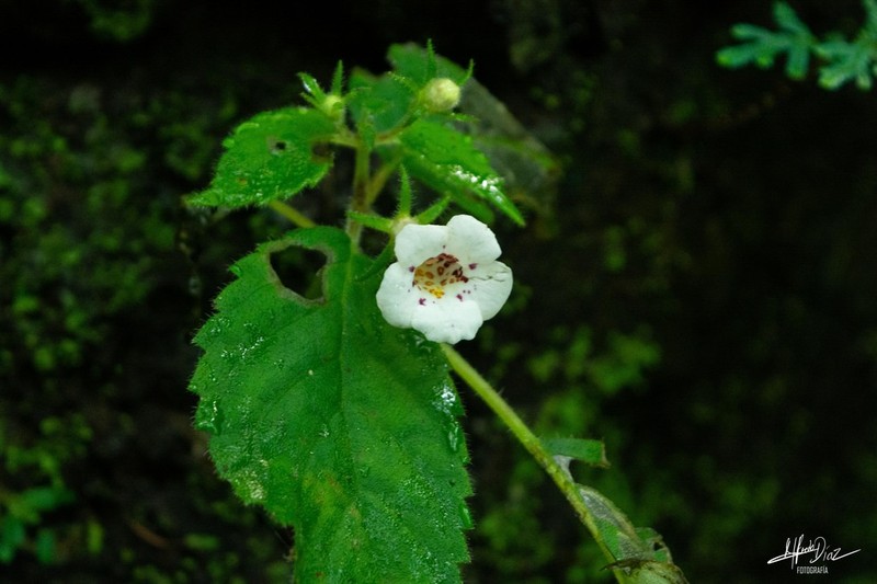 Achimenes candida photo 8