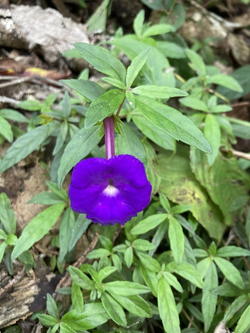 Achimenes cettoana