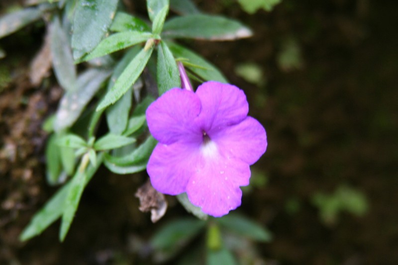 Achimenes cettoana photo 3