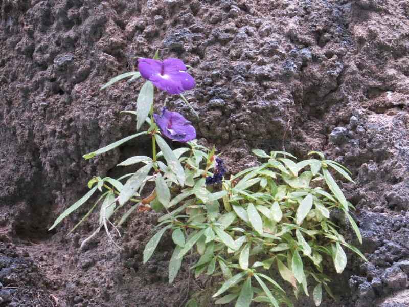 Achimenes cettoana photo 4