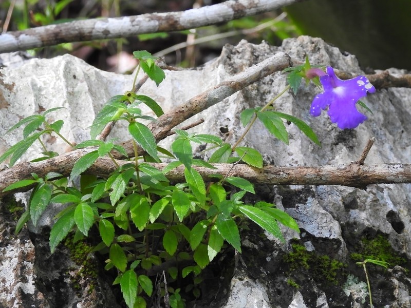 Achimenes cettoana photo 5