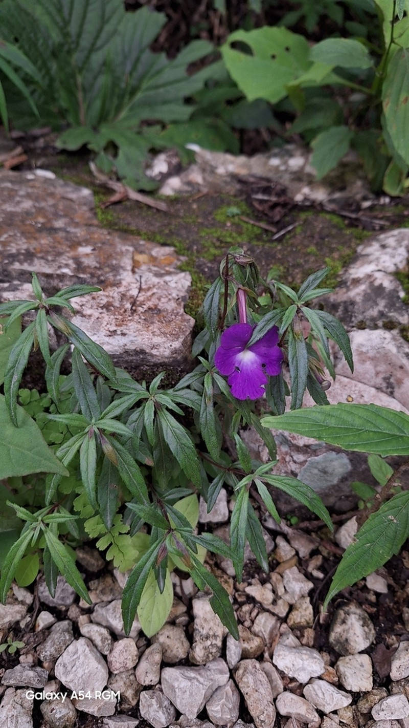 Achimenes cettoana photo 6