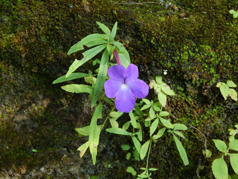 Achimenes cettoana photo 7