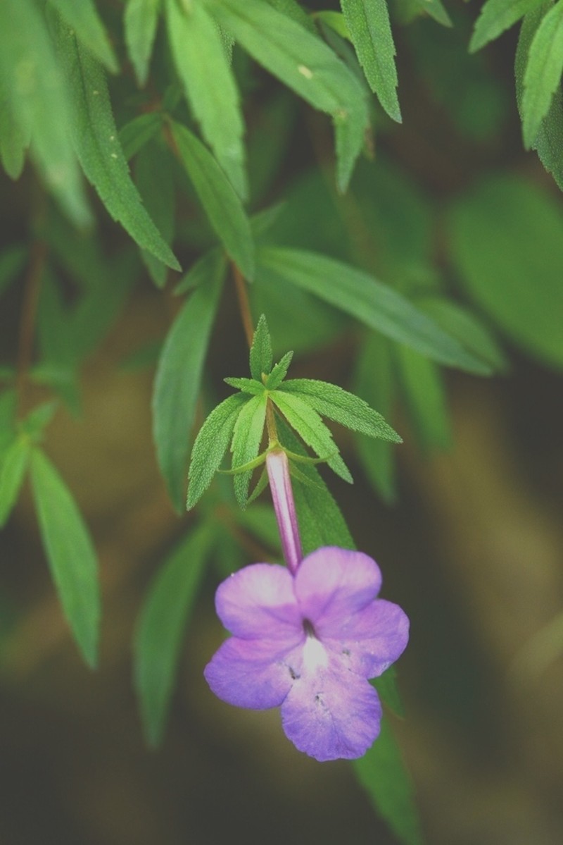 Achimenes cettoana photo 8