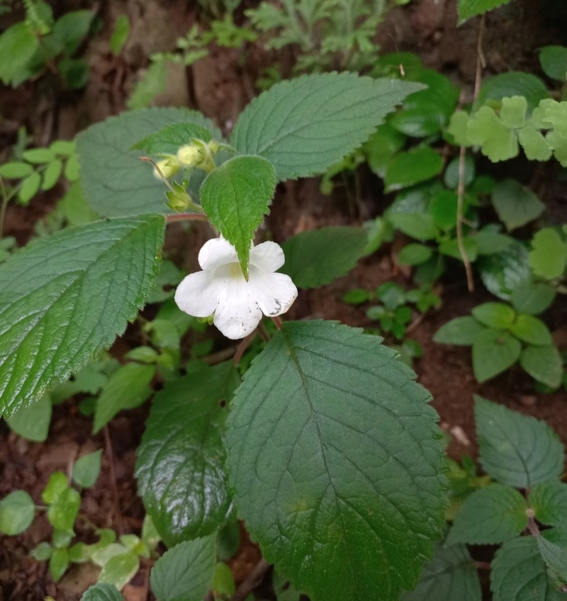 Achimenes dulcis photo 3