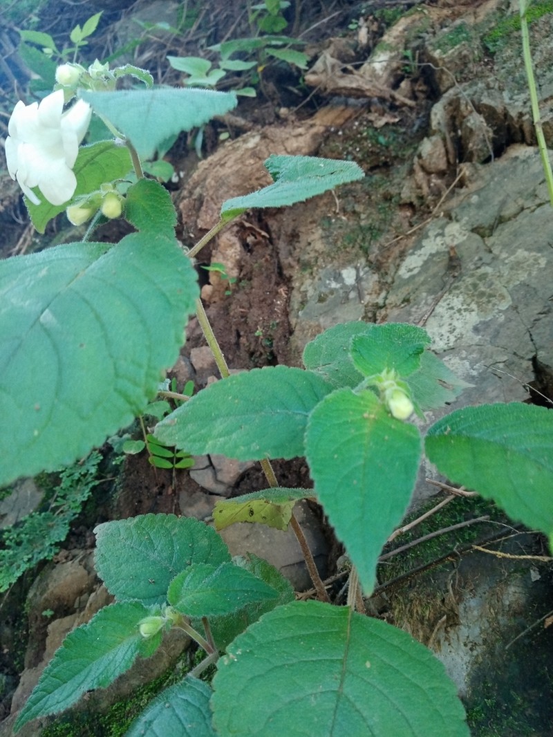 Achimenes dulcis photo 4
