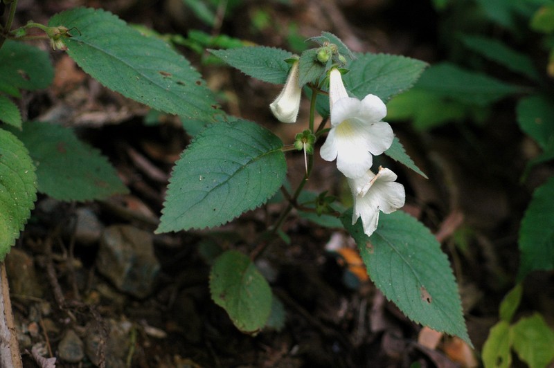 Achimenes dulcis photo 5