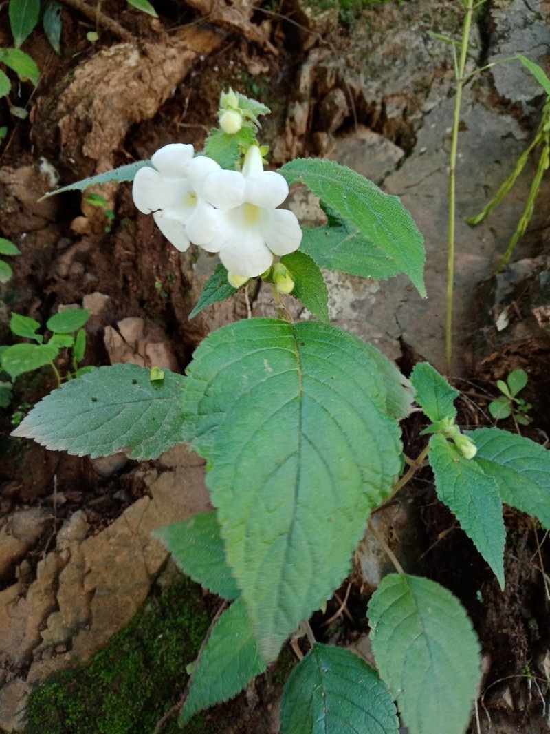 Achimenes dulcis photo 6