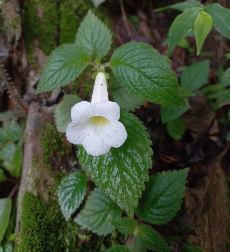 Achimenes dulcis photo 7