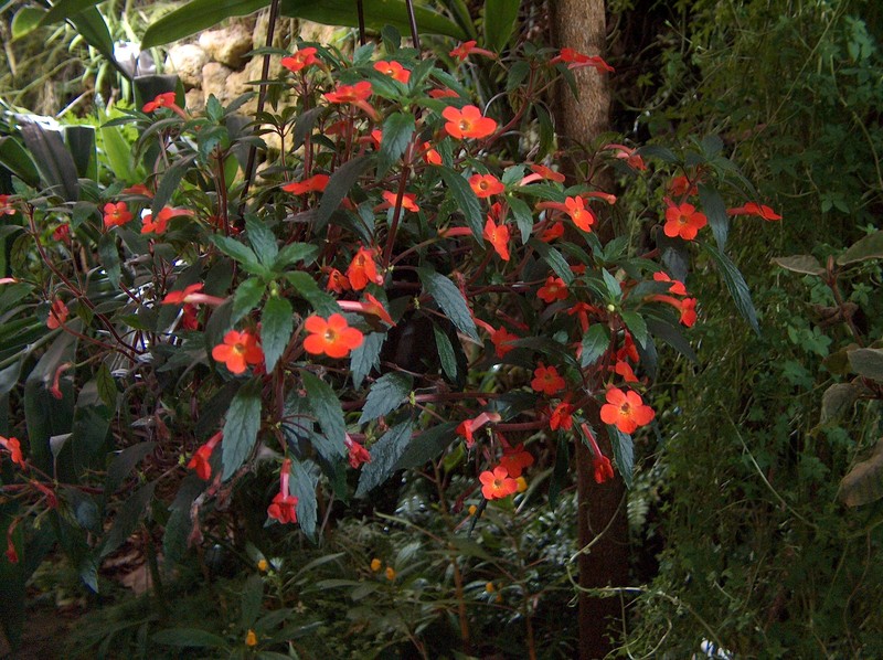 Achimenes erecta