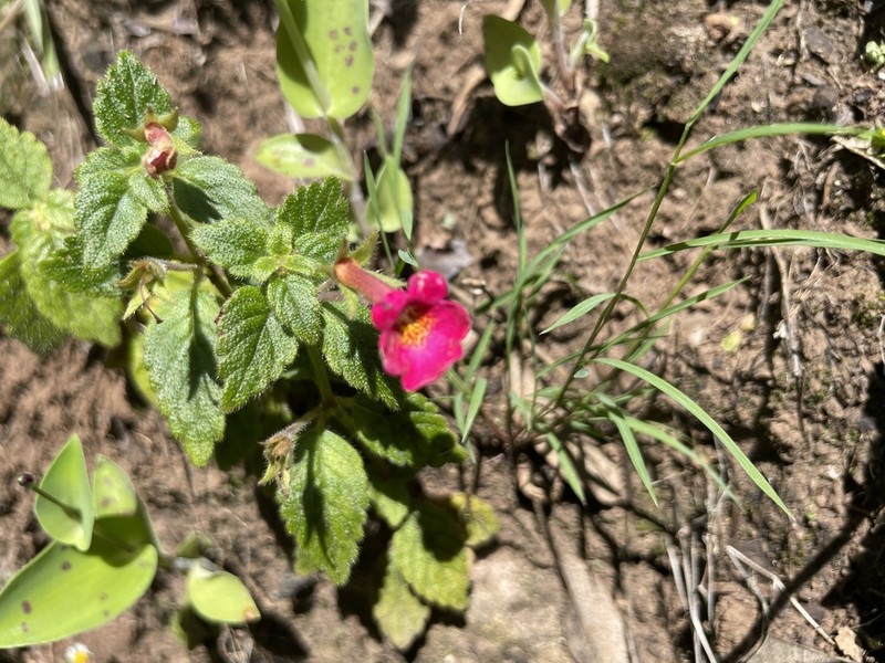Achimenes erecta photo 2