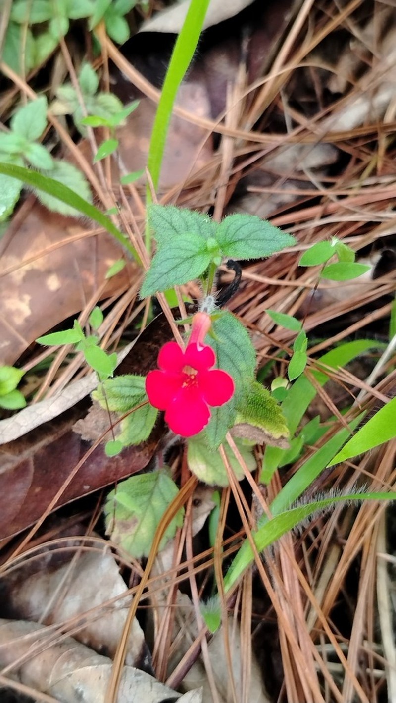 Achimenes erecta photo 3