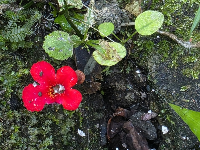 Achimenes erecta photo 4