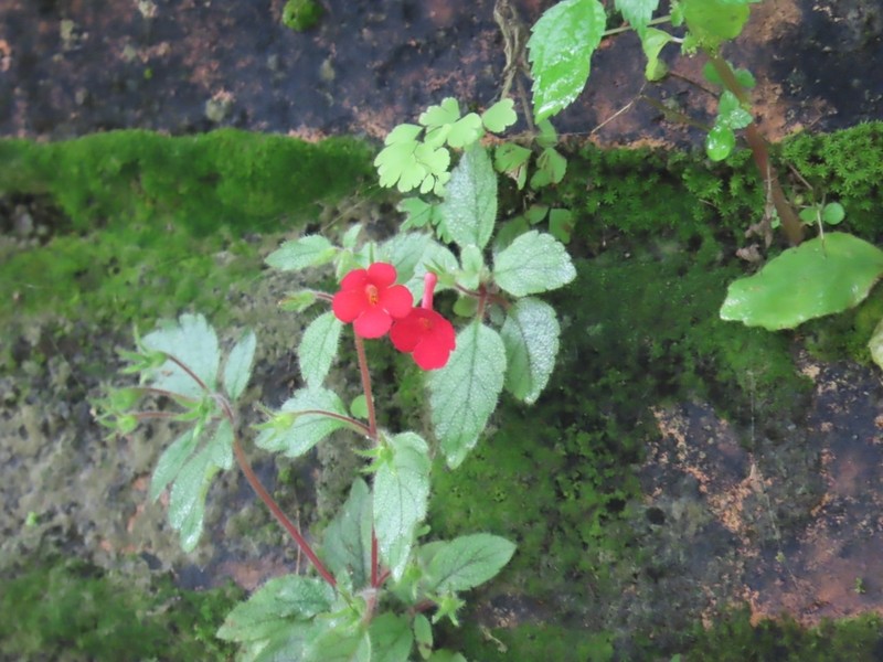 Achimenes erecta photo 5