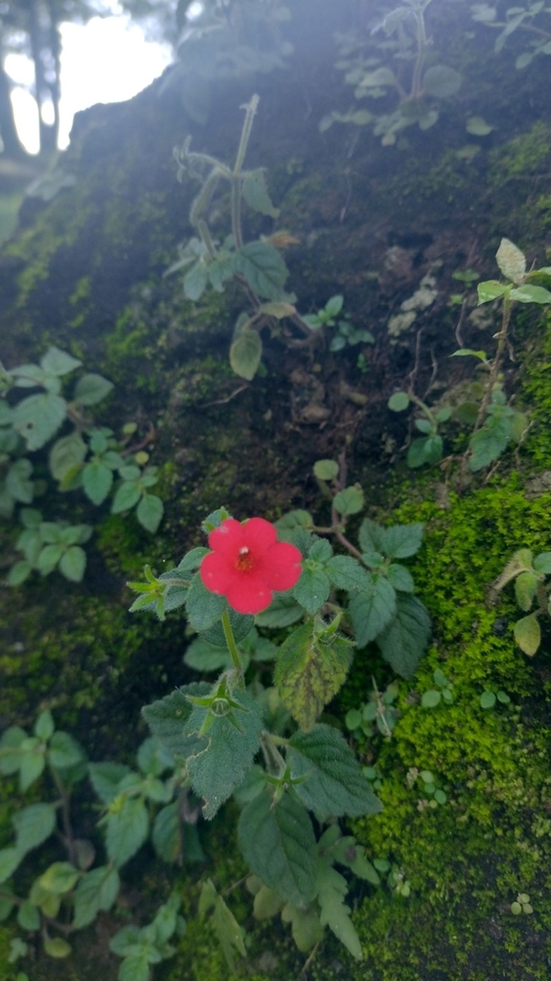 Achimenes erecta photo 6