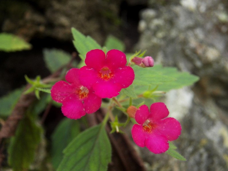 Achimenes erecta photo 7