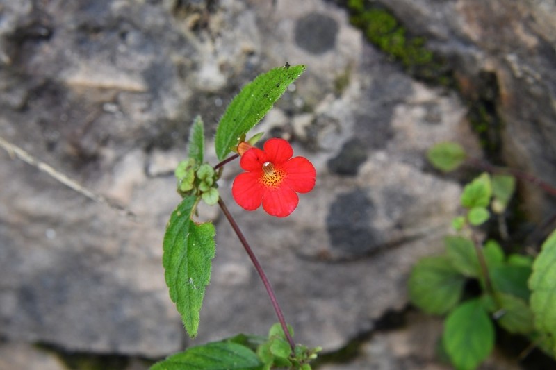 Achimenes erecta photo 8