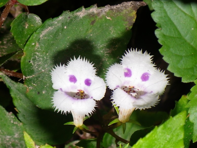 Achimenes fimbriata photo 2