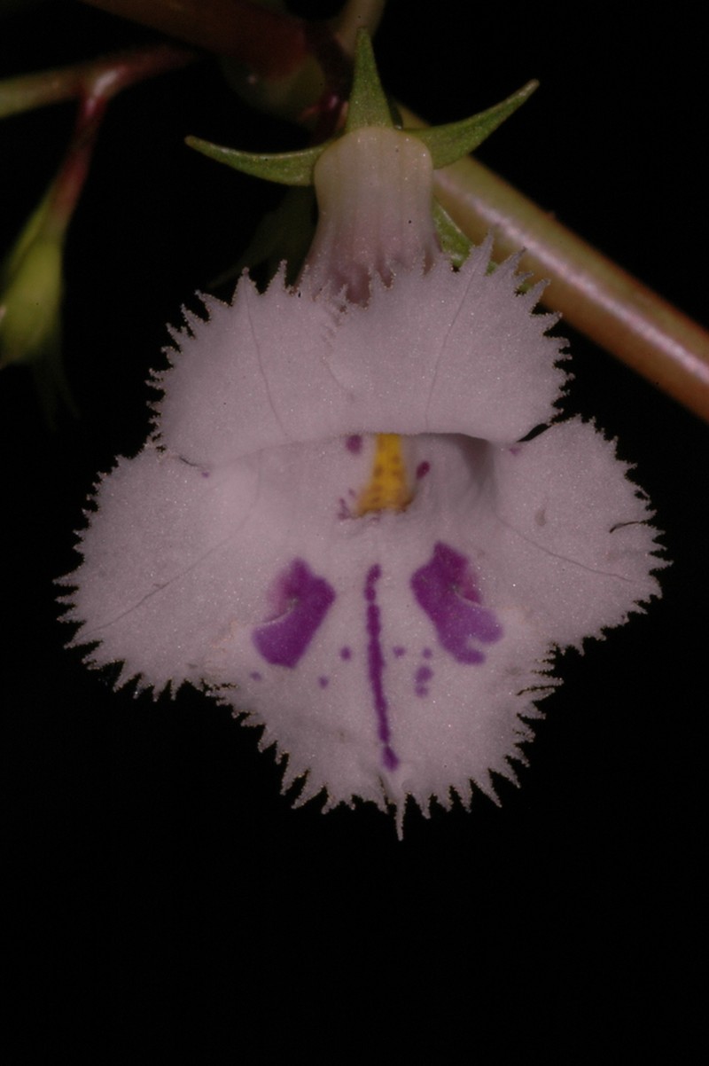 Achimenes fimbriata photo 3