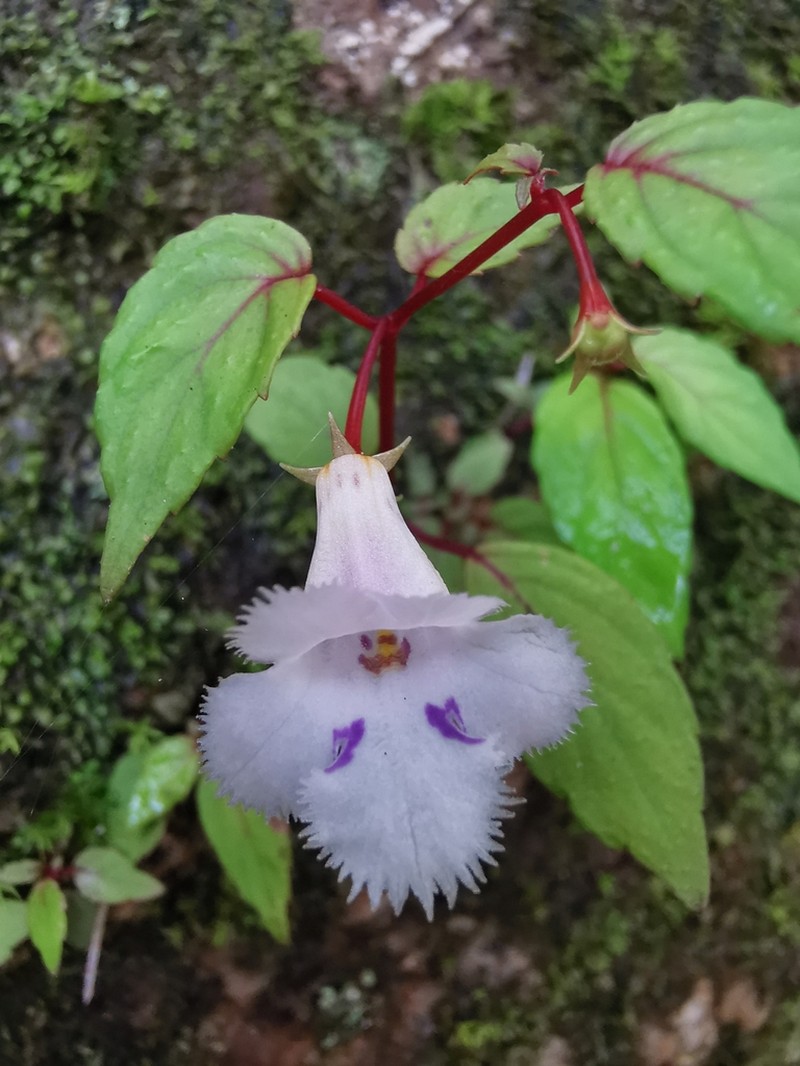 Achimenes fimbriata photo 4