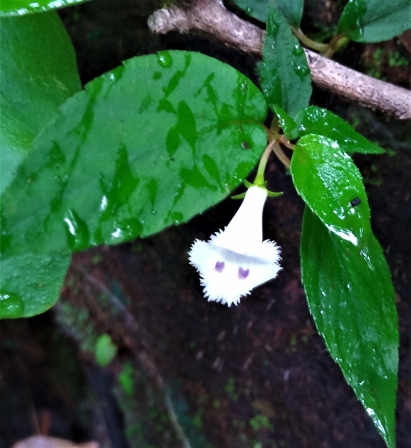 Achimenes fimbriata photo 5