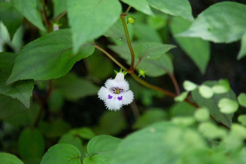 Achimenes fimbriata photo 6