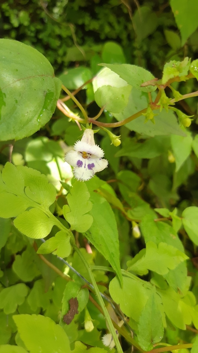 Achimenes fimbriata photo 7