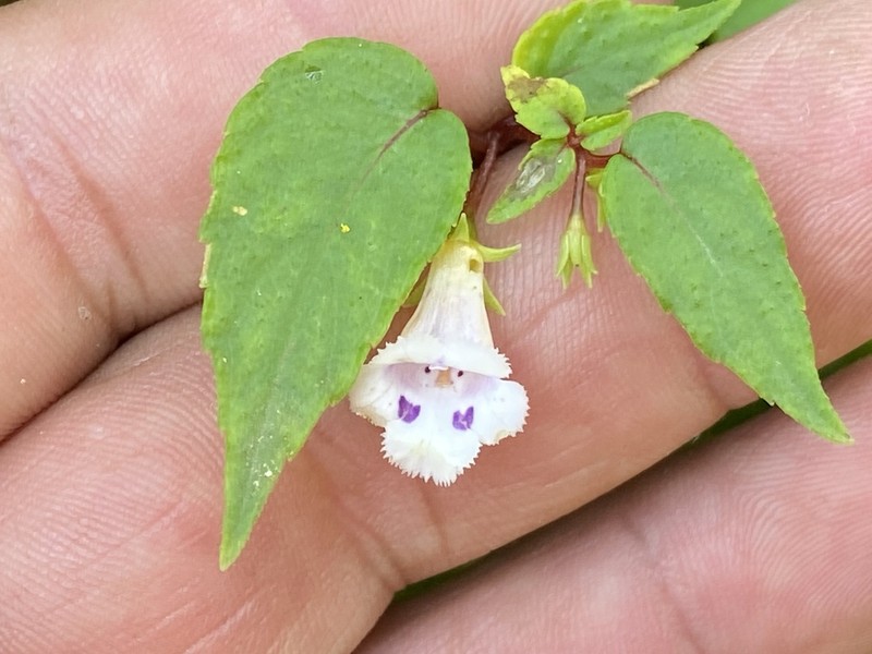 Achimenes fimbriata photo 8