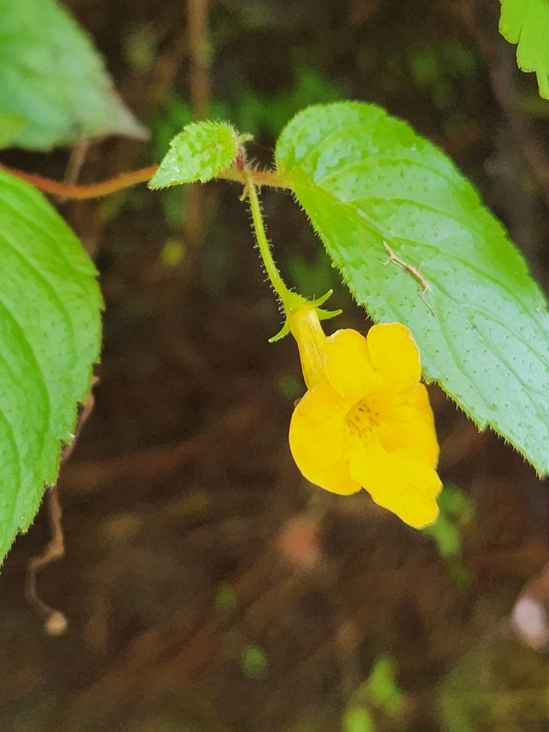 Achimenes flava photo 2