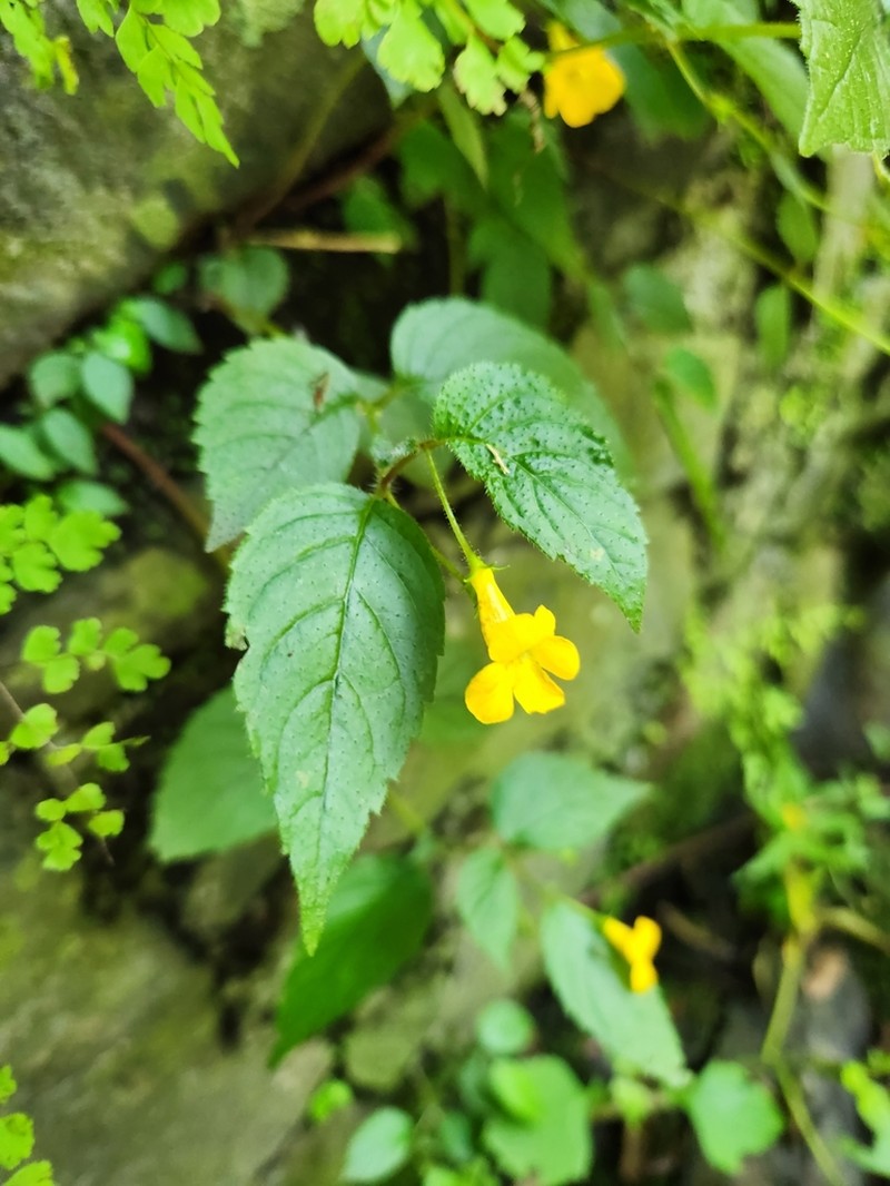 Achimenes flava photo 3