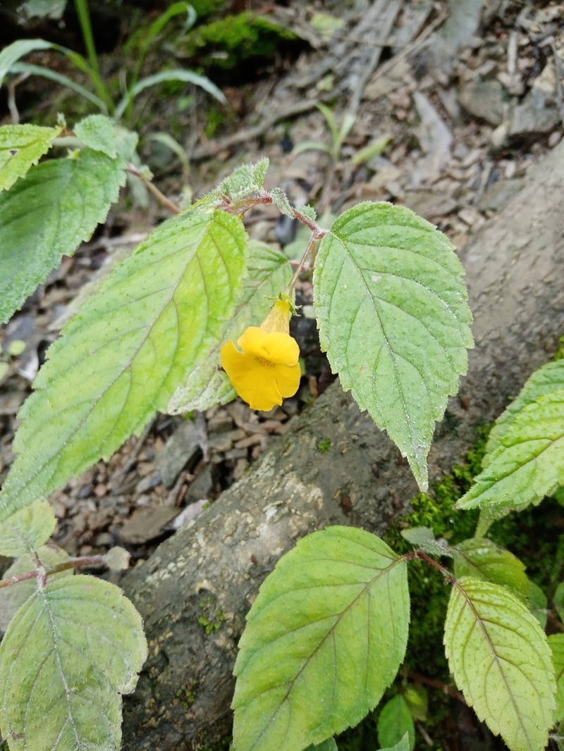 Achimenes flava photo 4