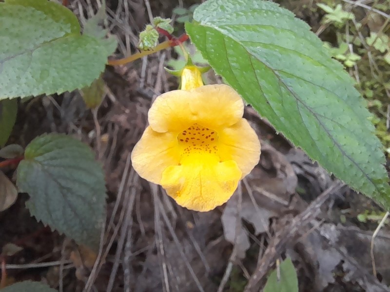 Achimenes flava photo 5
