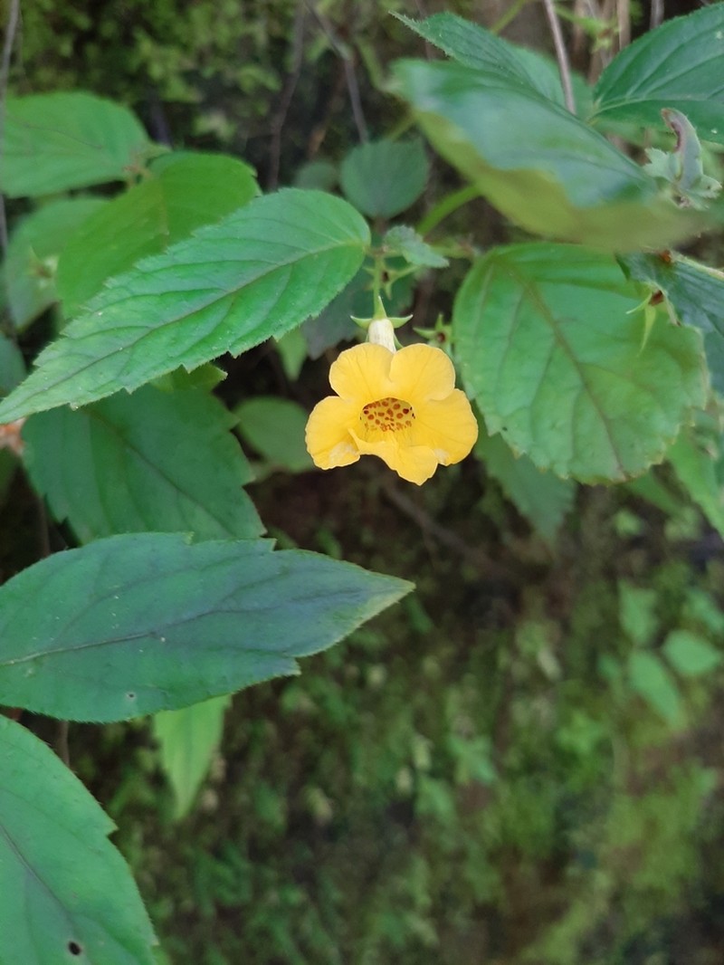 Achimenes flava photo 6