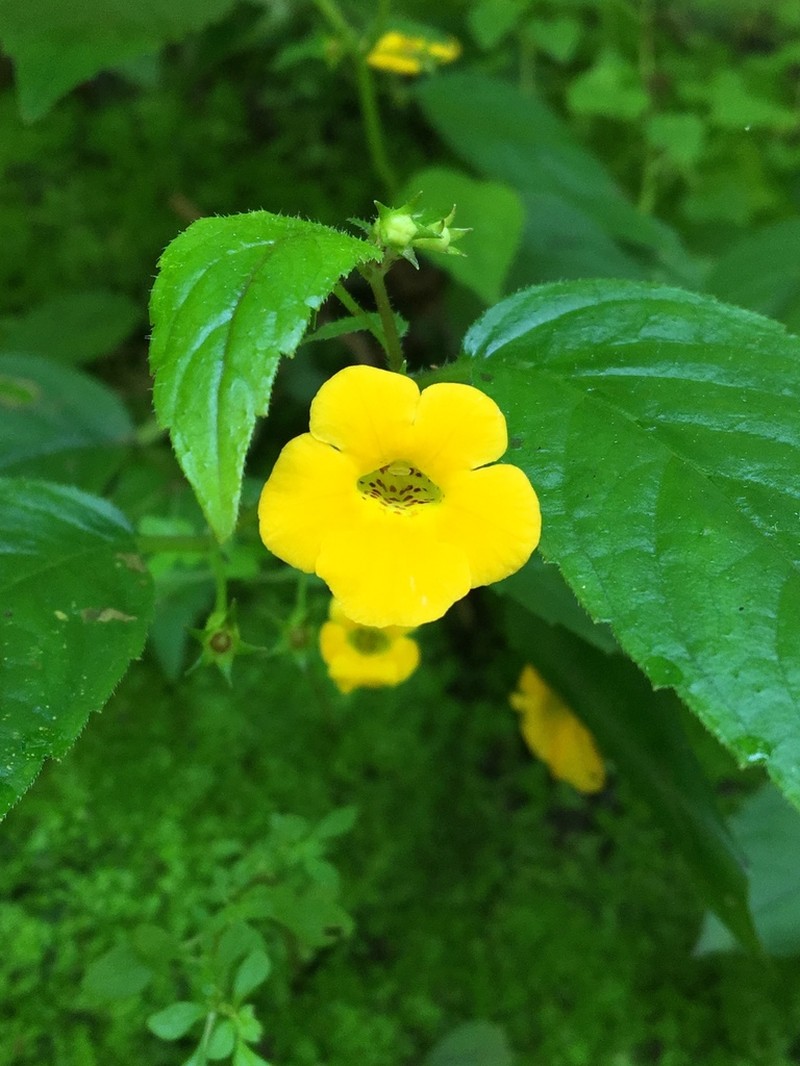 Achimenes flava photo 7