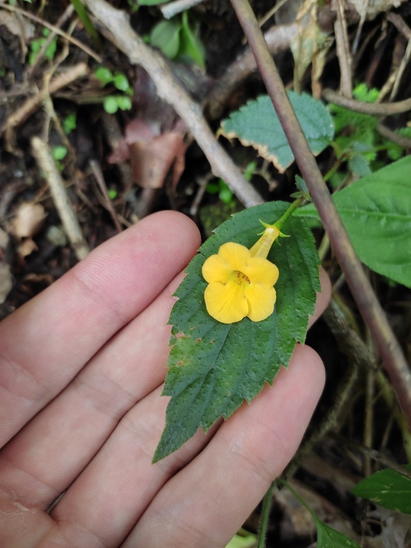 Achimenes flava photo 8