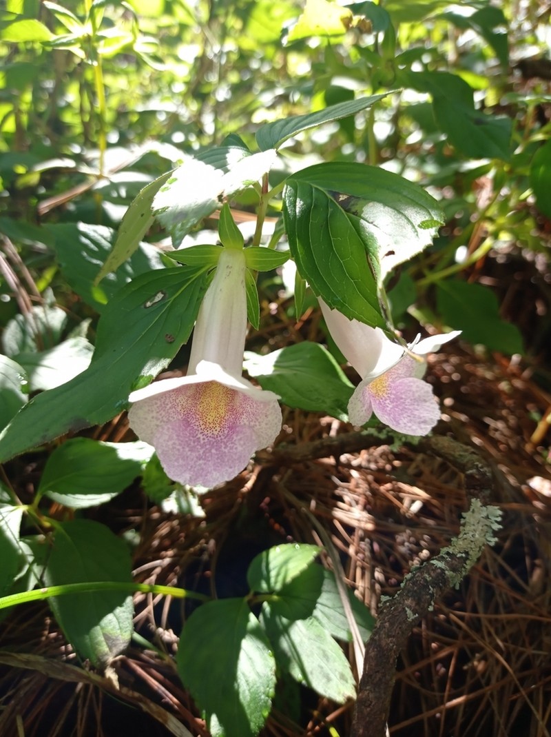Achimenes glabrata