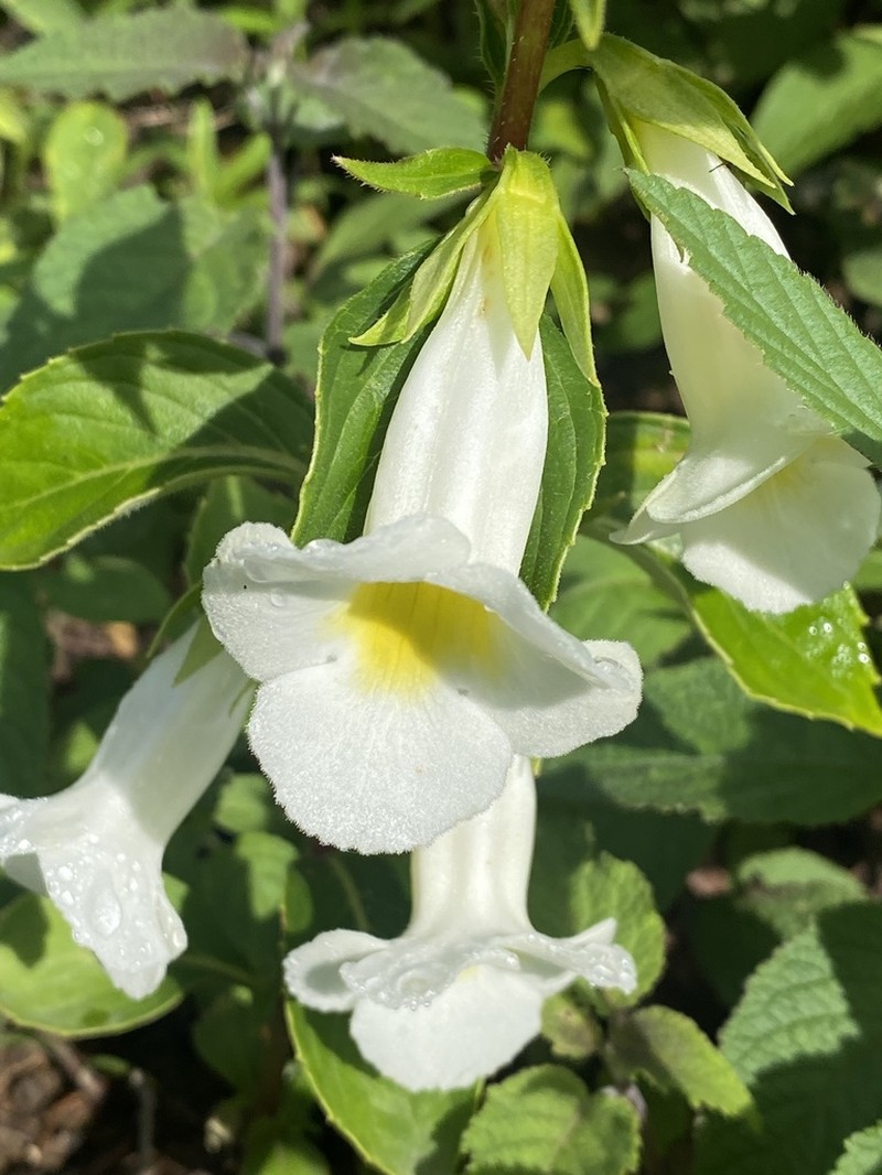 Achimenes glabrata photo 2