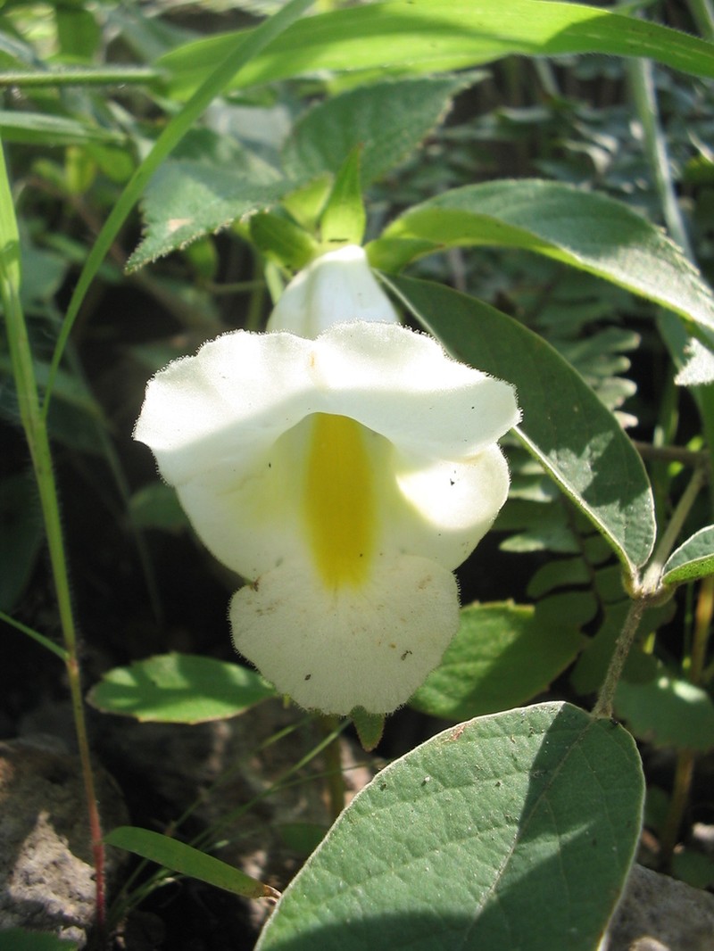 Achimenes glabrata photo 3