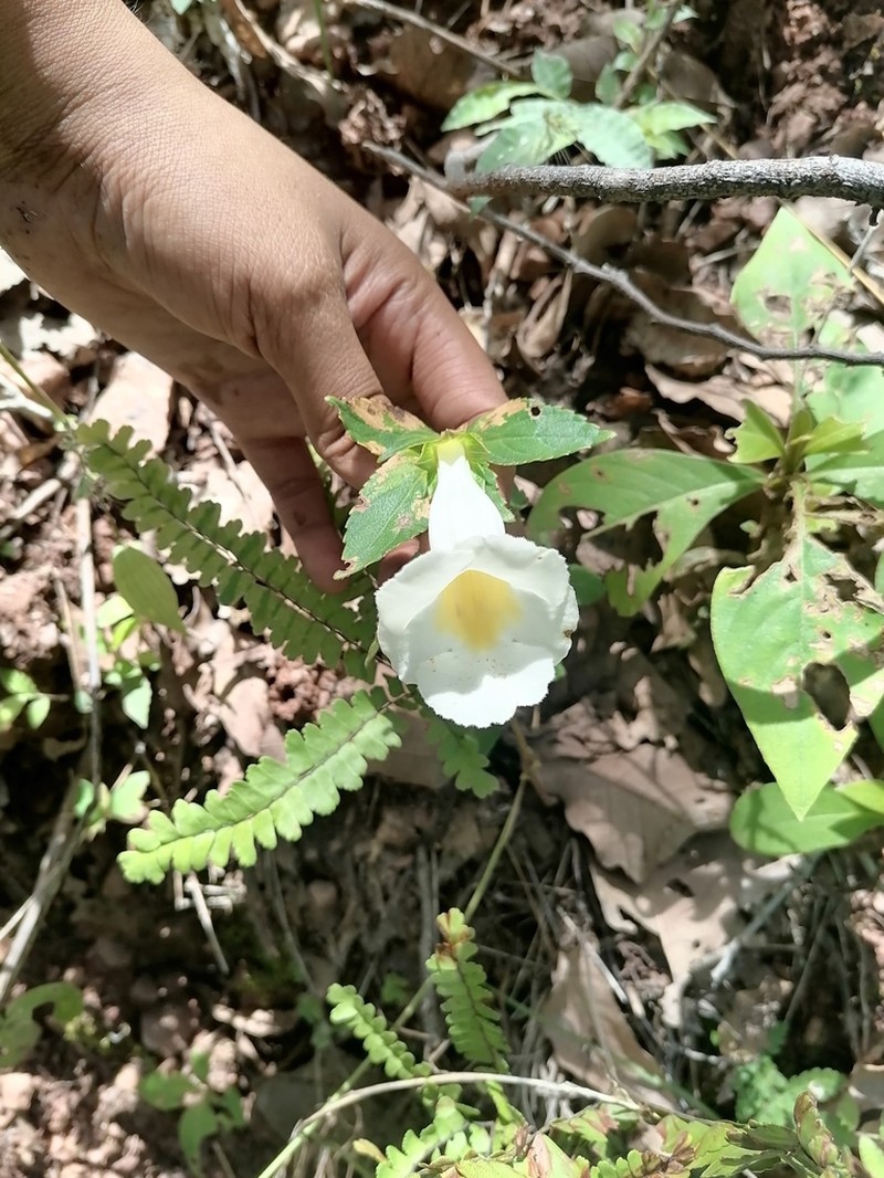Achimenes glabrata photo 4