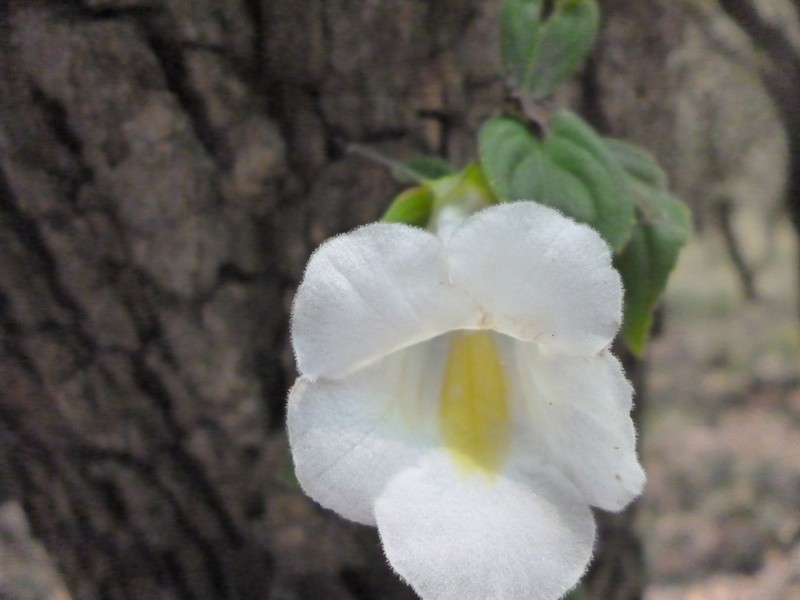 Achimenes glabrata photo 5