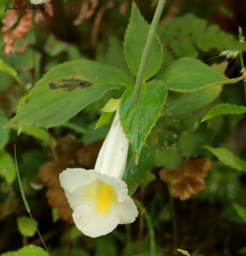 Achimenes glabrata photo 6