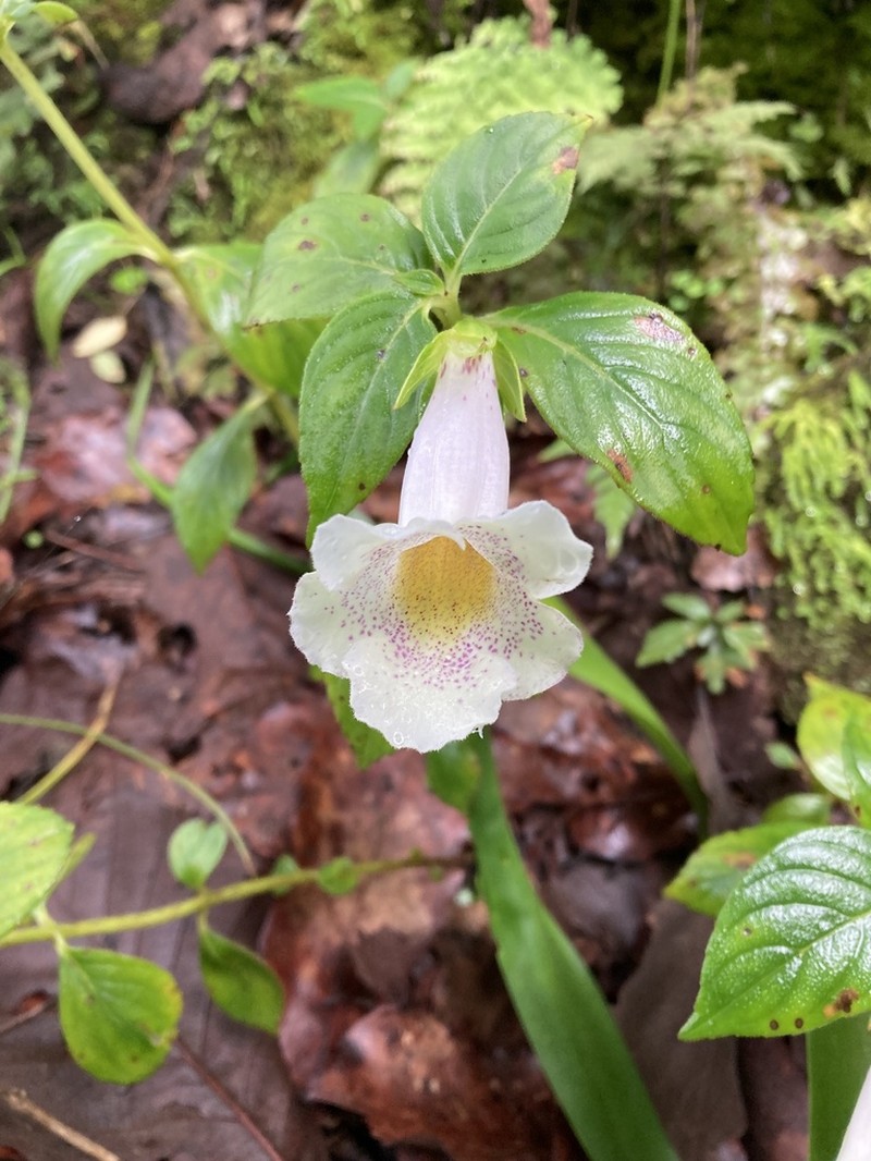 Achimenes glabrata photo 7