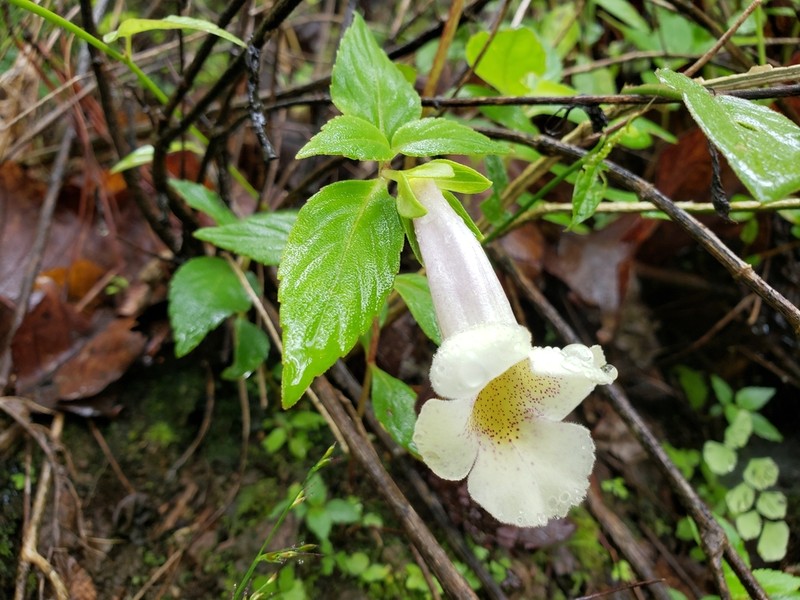 Achimenes glabrata photo 8