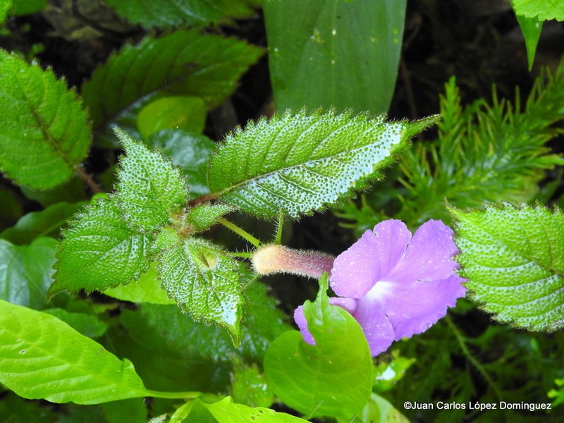 Achimenes grandiflora photo 2