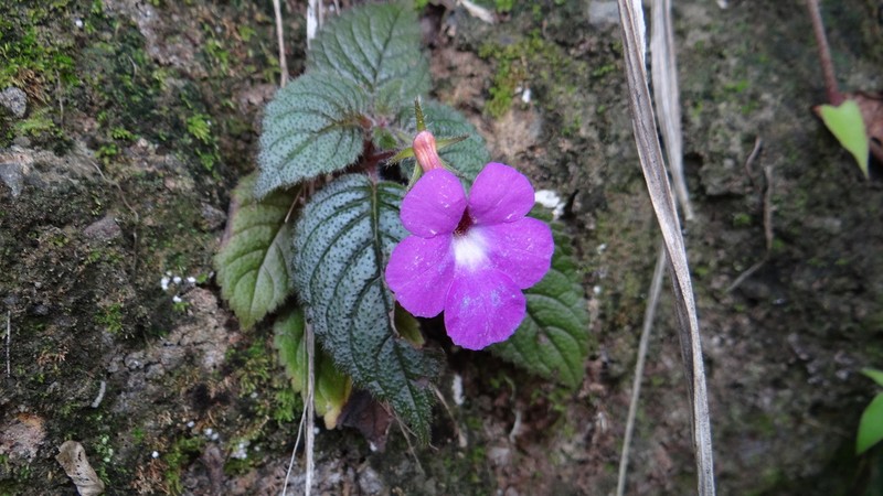 Achimenes grandiflora photo 3