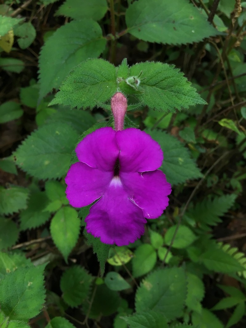 Achimenes grandiflora photo 4