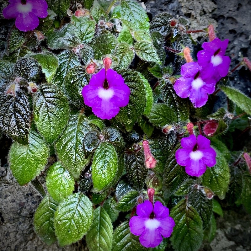 Achimenes grandiflora photo 5
