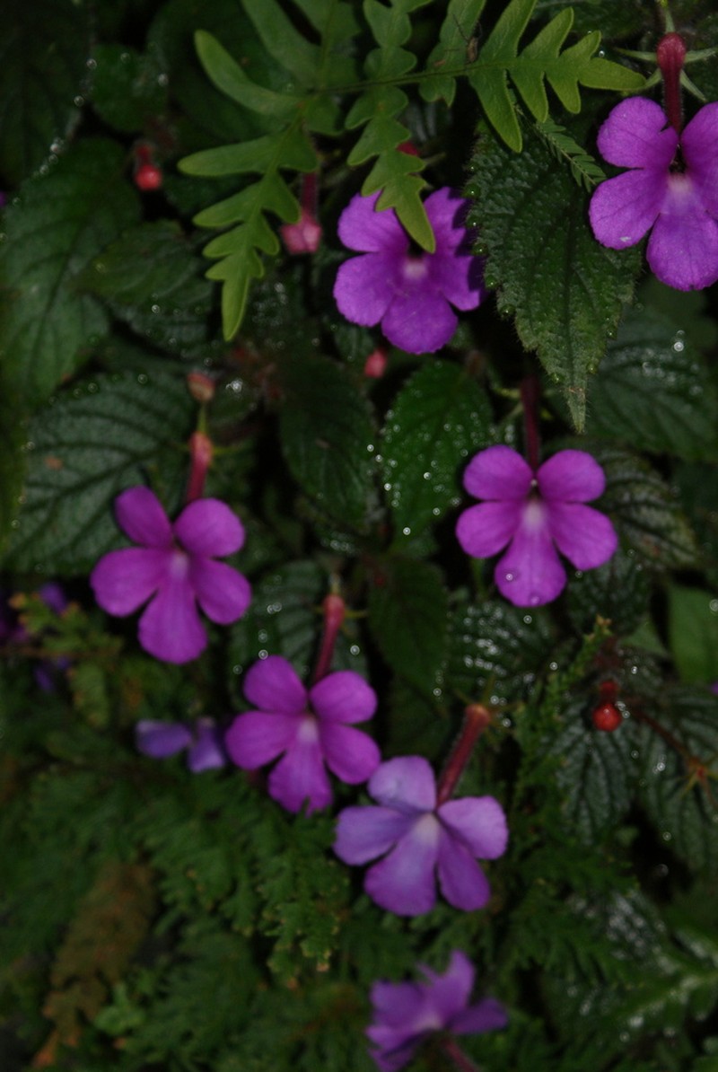 Achimenes grandiflora photo 7