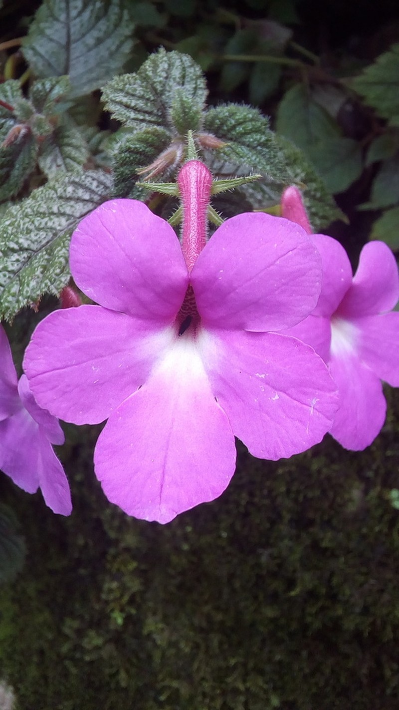 Achimenes grandiflora photo 8