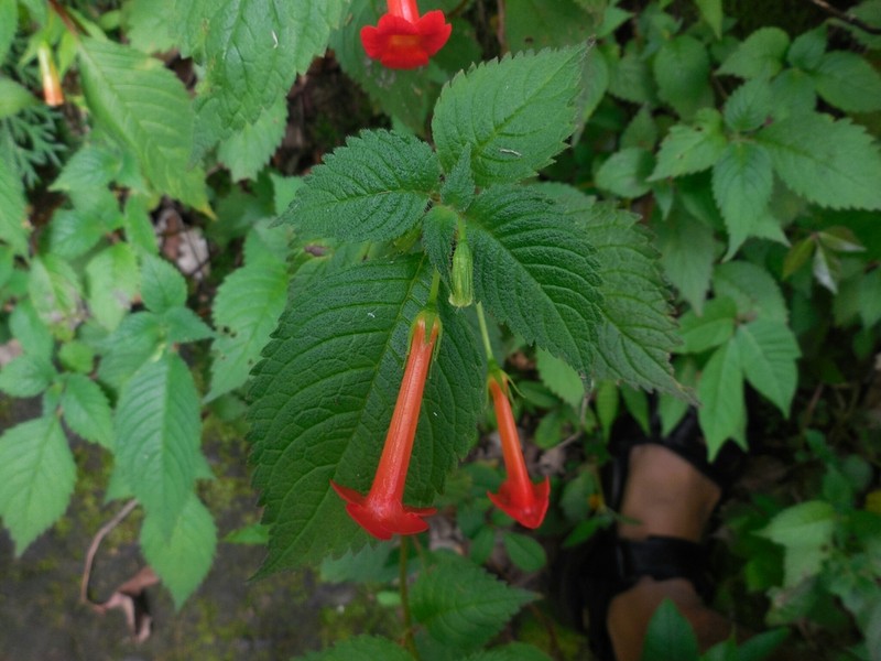 Achimenes heterophylla photo 2